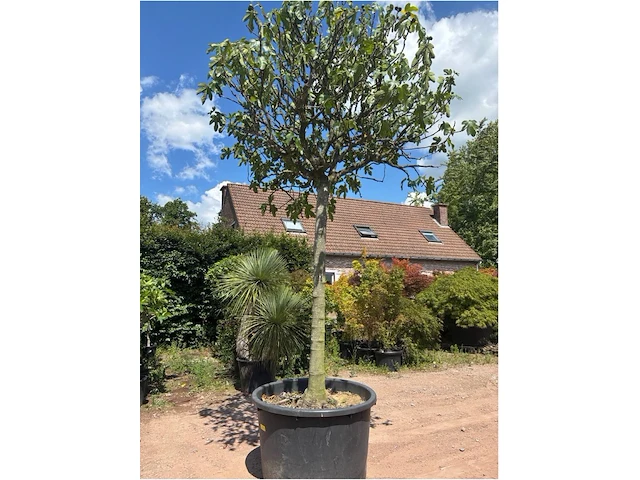Ficus carica (vijgen) - afbeelding 2 van  2