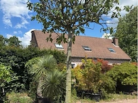Ficus carica (vijgen) - afbeelding 2 van  2