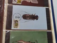 First day sheets album belgië - afbeelding 29 van  38