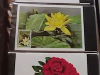 First day sheets album belgië - afbeelding 37 van  38