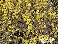 Forsythia - afbeelding 1 van  2