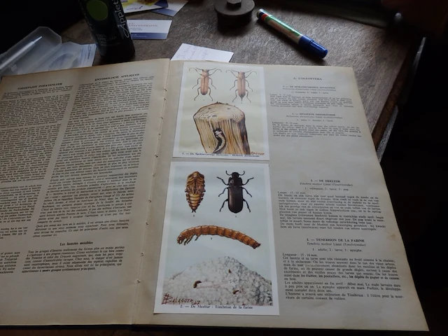 Fort insecten van belgië - afbeelding 2 van  2