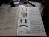 Fort insecten van belgië - afbeelding 2 van  2