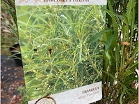 Franhoela - afbeelding 2 van  2