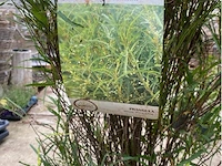 Franhoela - afbeelding 2 van  2