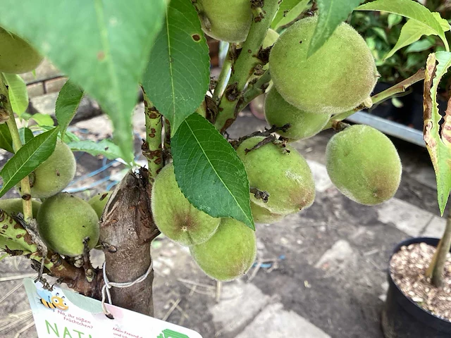 Fruitstam - nectarine (x10) - afbeelding 2 van  4