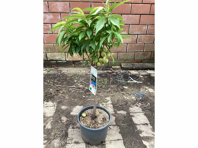 Fruitstam - nectarine (x10) - afbeelding 4 van  4
