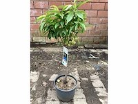 Fruitstam - nectarine (x10) - afbeelding 4 van  4