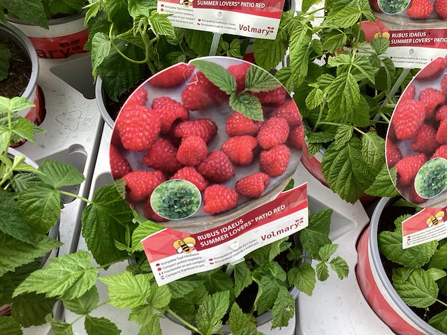 Fruitstruiken - frambozen (x5) - afbeelding 1 van  2