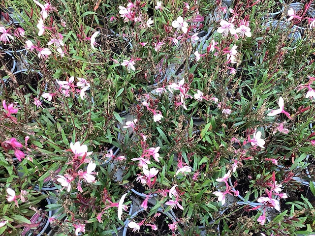 Gaura roos (20x) - afbeelding 1 van  1