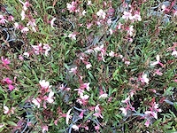 Gaura roos (20x) - afbeelding 1 van  1