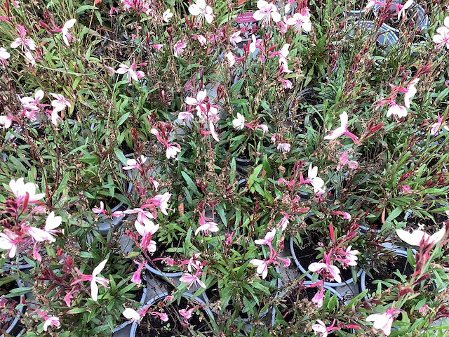 Gaura roos (40x) - afbeelding 1 van  1