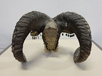 Gedecoreerd tibetaans kapala ram hoofd - afbeelding 3 van  6