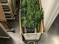 Gedemonteerde kerstboom - afbeelding 1 van  1