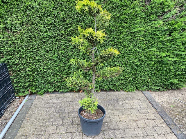 Gele leylandii (2x) - afbeelding 1 van  2