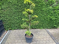 Gele leylandii (2x) - afbeelding 1 van  2