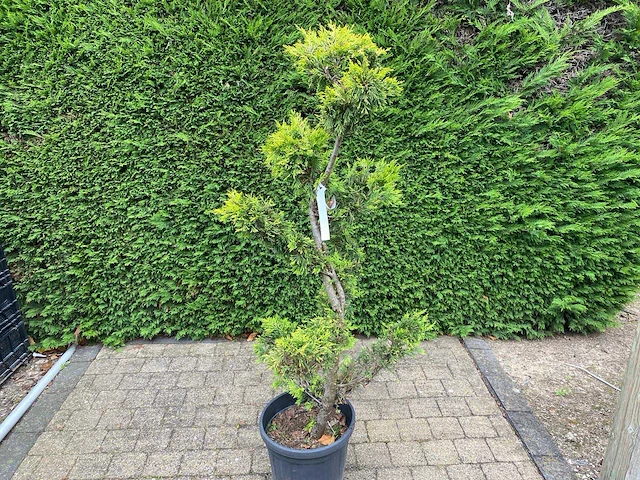 Gele leylandii (2x) - afbeelding 2 van  2