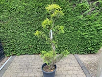 Gele leylandii (2x) - afbeelding 2 van  2