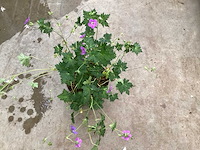 Geranium(50) - afbeelding 1 van  2