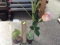 Glas + decoratie - afbeelding 1 van  2