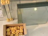 Glazenschabben met zilveren kaders - afbeelding 6 van  6