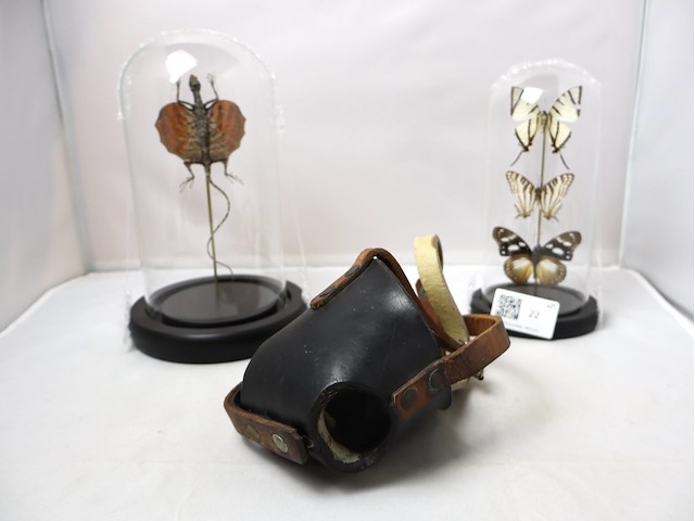 Globes met opgezette dieren (x2) - afbeelding 1 van  4