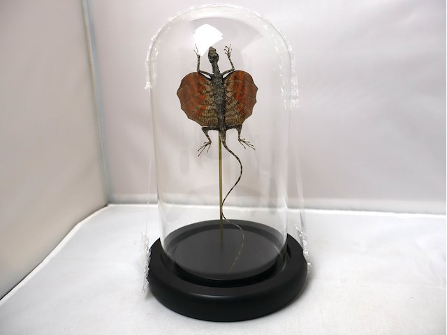 Globes met opgezette dieren (x2) - afbeelding 2 van  4