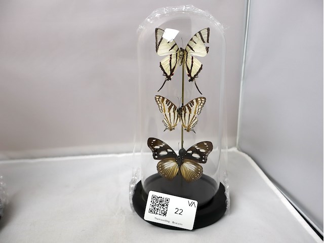 Globes met opgezette dieren (x2) - afbeelding 3 van  4