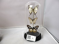 Globes met opgezette dieren (x2) - afbeelding 3 van  4