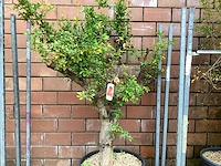 Granaatappel - afbeelding 1 van  2
