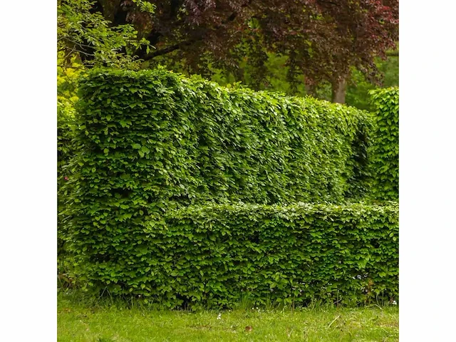 Groene beuk (ca. 160-180cm) haag (10x) - afbeelding 2 van  3