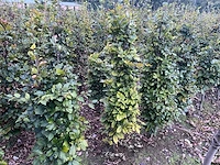 Groene beuk (ca. 160-180cm) haag (10x) - afbeelding 3 van  3