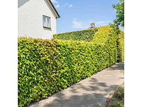 Groene beuk (ca. 160-180cm) haag (10x) - afbeelding 1 van  3