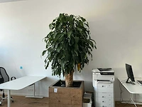 Grote kamerplant - afbeelding 1 van  5