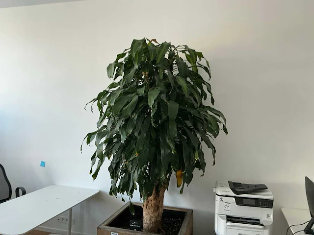 Grote kamerplant - afbeelding 2 van  5