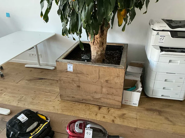 Grote kamerplant - afbeelding 3 van  5