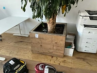 Grote kamerplant - afbeelding 3 van  5