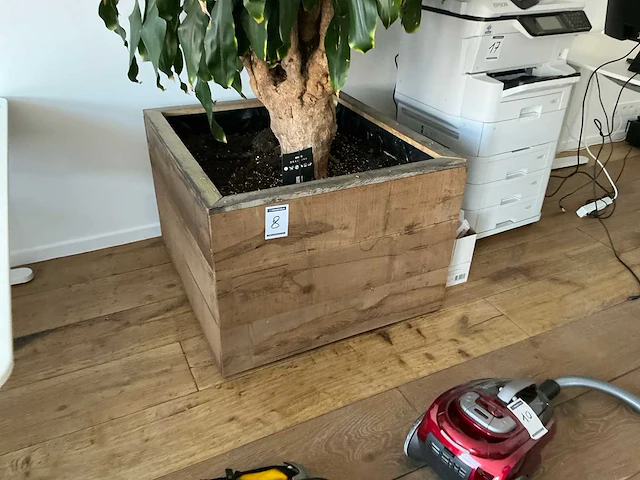 Grote kamerplant - afbeelding 4 van  5