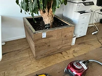 Grote kamerplant - afbeelding 4 van  5