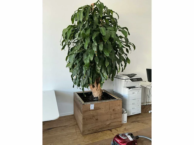 Grote kamerplant - afbeelding 5 van  5