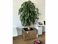 Grote kamerplant - afbeelding 5 van  5