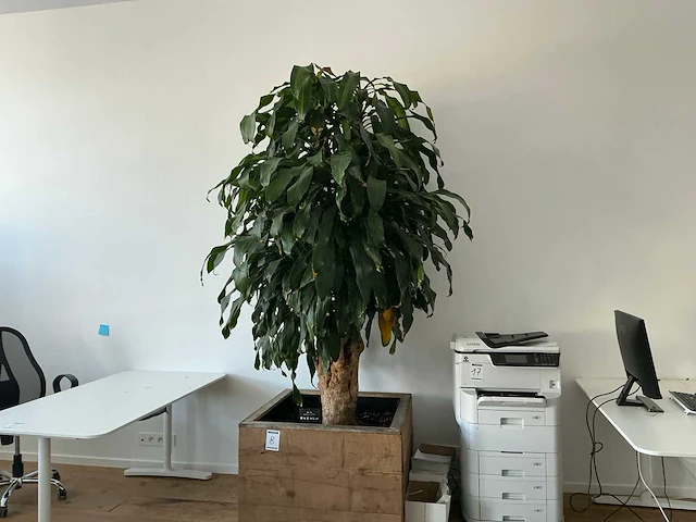 Grote kamerplant - afbeelding 1 van  5