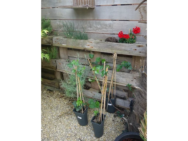 Grote partij diverse planten - afbeelding 2 van  22