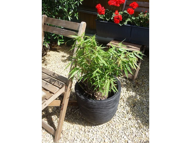 Grote partij diverse planten - afbeelding 3 van  22