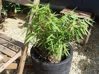 Grote partij diverse planten - afbeelding 3 van  22
