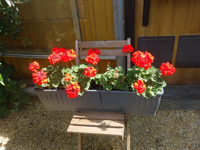Grote partij diverse planten - afbeelding 4 van  22