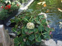 Grote partij diverse planten - afbeelding 6 van  22