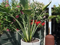 Grote partij diverse planten - afbeelding 7 van  22