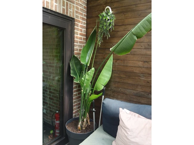 Grote partij diverse planten - afbeelding 8 van  22