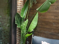 Grote partij diverse planten - afbeelding 8 van  22